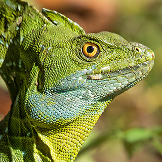 Selva Verde - Closeup double-crested basilisk
